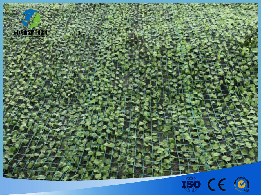 绿色植物攀爬网